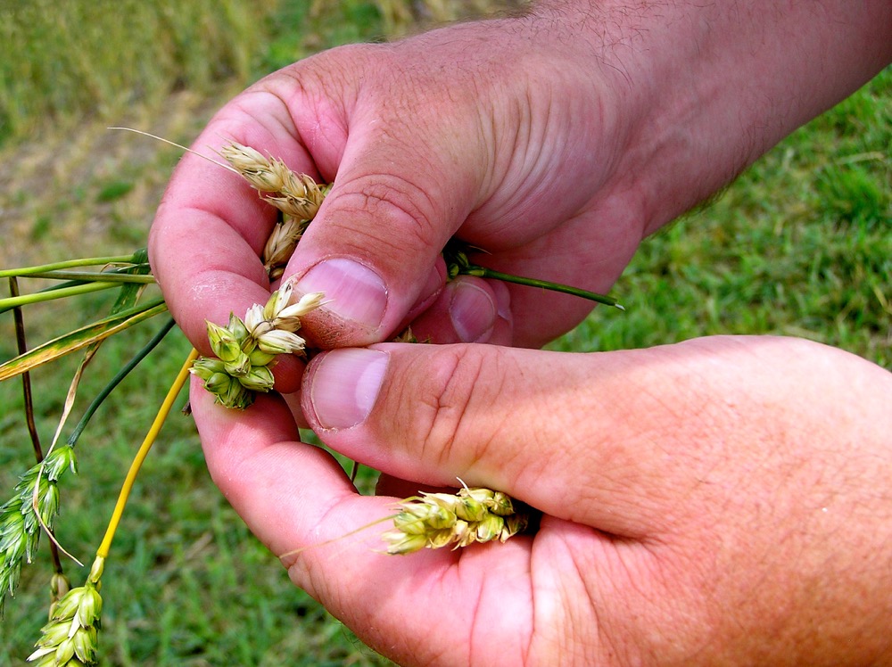 The five-year agreement will ensure the continuation of the fusarium head blight nursery program.