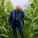 A field tour participant examines the wider corn rows and multi-species intercrop that will provide extended grazing for MBFI’s herd later this year.