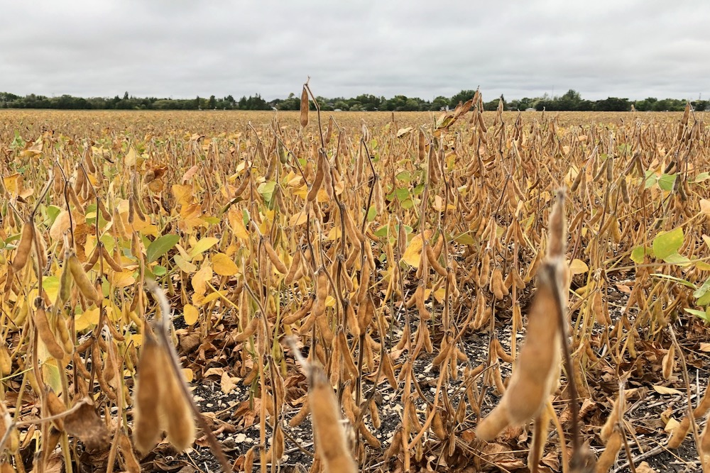 A soybean crop at Headingley, Man. on Sept. 2, 2021. StatsCan&#8217;s latest estimates project drought-hit Manitoba&#8217;s soybean production to drop by 22.2 per cent from 2021, while Canada&#8217;s soybean harvest overall is expected down 7.4 per cent on the year. (Dave Bedard photo)
