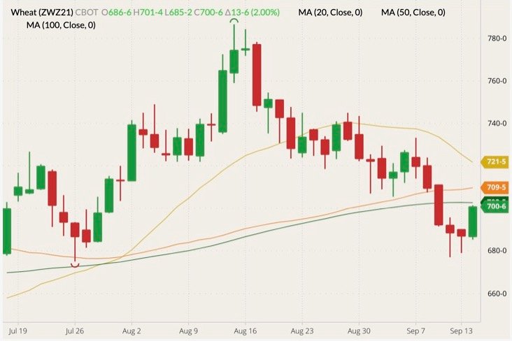 CBOT December 2021 wheat (candlesticks) with 20-, 50- and 100-day moving averages (yellow, orange and dark green lines). (Barchart)
