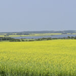Hot, dry weather through the summer kept crop yields down this season.
