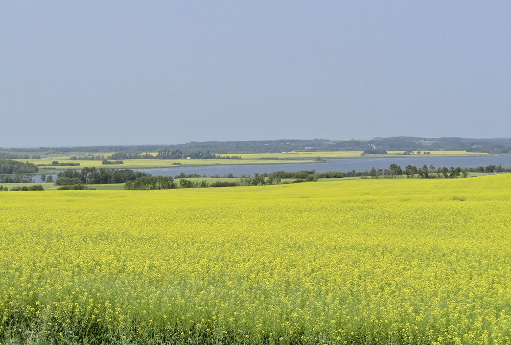 Hot, dry weather through the summer kept crop yields down this season.