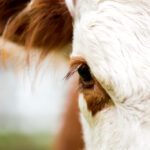 “That’s your future. As my herd goes down, so does my income. It’s gut wrenching.” – Dianne Riding, cattle producer.