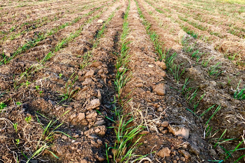 File photo of emerging durum south of Griffin, Sask. on May 31, 2019. (Leeann Minogue photo)
