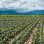 File photo of a pineapple field in Taiwan. (Bing-Jhen Hong/iStock/Getty Images)
