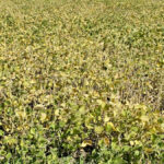 In general, research indicates that soybean forage should not make up more than 50 per cent of the total diet.