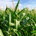 Crop production in Manitoba will be down in 2021 due to extreme heat and dry growing conditions, but Statistics Canada’s latest estimates offer some hope for higher-than-expected yields.