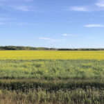 A canola field in Manitoba's Interlake, Sept. 26. New growth blooms despite the late-September calendar.