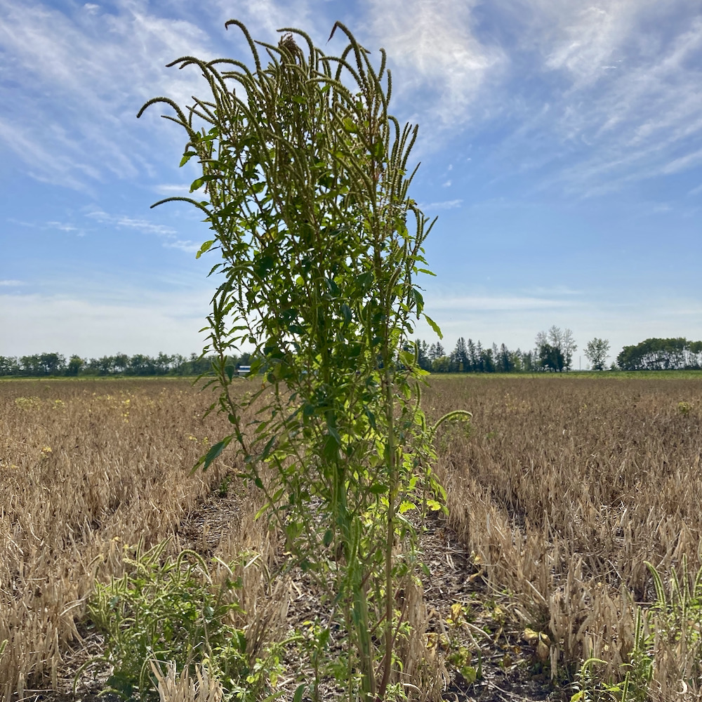 A palmer amaranth plant towers over the stubble in a Manitoba field.