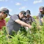Three years ago hemp was said to be taking off, but then acres started falling.