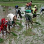 Farmers plant saplings in a rice field on the outskirts of Ahmedabad, India on July 5, 2019. (File photo: Reuters/Amit Dave)