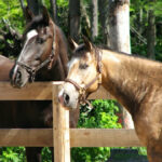 Sensitivity to touch, swelling and heat in the area of the withers would clearly indicate a problem with the withers, however, more subtle changes must also be observed.