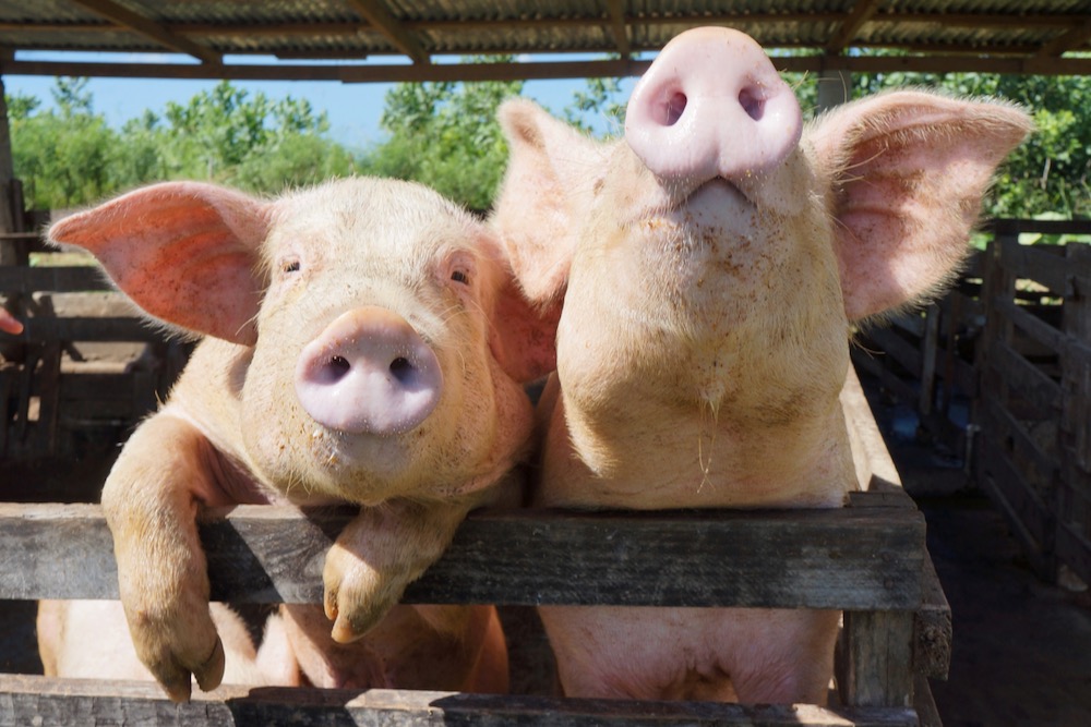 File photo of hogs on a farm in the Dominican Republic. (RD-SunPhotography/iStock/Getty Images)
