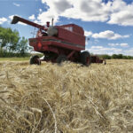 Prices are high, but production is down. For farmers who signed forward pricing contracts that’s a difficult position. A different strategy might have given them the same protection with less risk.