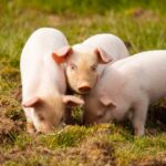 File photo of piglets grazing in a U.K. pasture. (Grandbrothers/iStock/Getty Images)