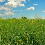 File photo of a canola crop south of Ethelton, Sask. in 2019. (Dave Bedard photo)