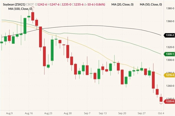 CBOT November 2021 soybeans (candlesticks) with 20-, 50- and 100-day moving averages (yellow, green and black lines). (Barchart)
