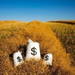 Canola values all over the place