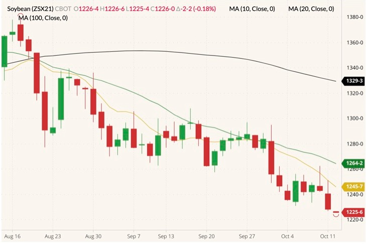 CBOT November 2021 soybeans (candlesticks) with 10-, 20- and 100-day moving averages (yellow, green and black lines). (Barchart)
