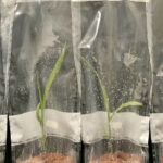 Tests in bags reflected the effects of heterosis when microbes were added.