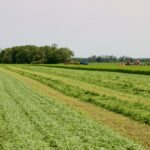 A project aims to create alfalfa management tools after creating a database tying management to crop performance.