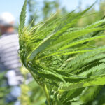“We’re 20 years plus, here in Canada with hemp, but it almost seems like we’re brand new again.” – Jeff Kostiuk, Hemp International.