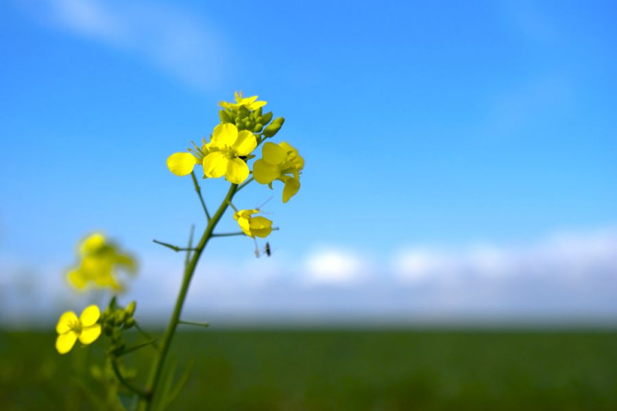 Manitoba Canola Growers Association has pledged $500,000 to support construction of the Prairie Crops and Soils Research Facility at the U of M.