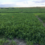 It is important to wait until mid-October, or a killing frost, whichever occurs first, to hay late-season alfalfa.