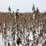 The snow seen here on this field of soybeans fell on Oct. 18, 2018 in Manitoba's Interlake.