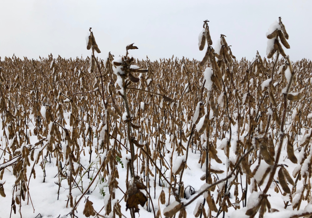 The snow seen here on this field of soybeans fell on Oct. 18, 2018 in Manitoba's Interlake.