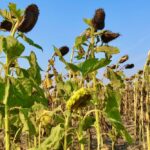 A sunflower crop north of St. Adolphe, Man. on Sept. 19, 2021. (Dave Bedard photo)