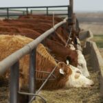 (Photo courtesy Canada Beef Inc.)
