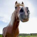 The sense of smell of a horse is a powerful way for it to gather information about the world around it.