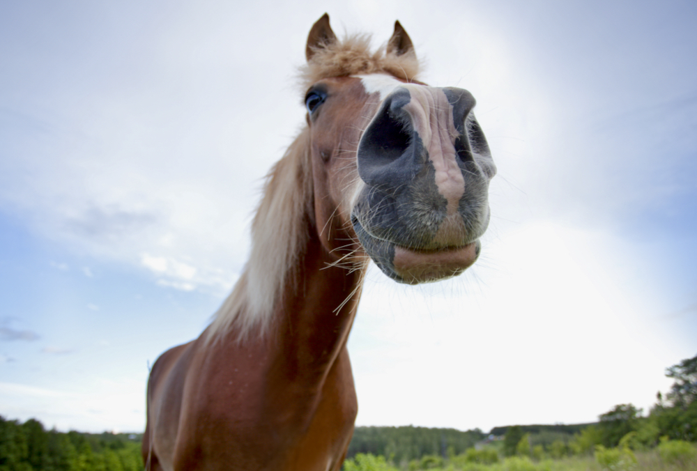 The sense of smell of a horse is a powerful way for it to gather information about the world around it.