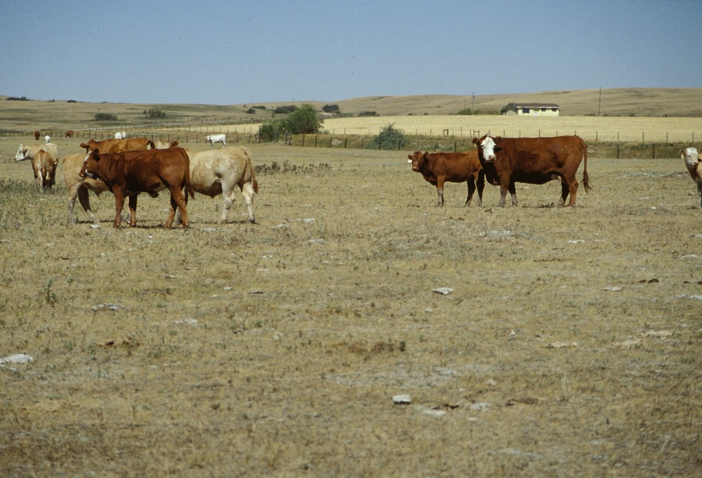 In August, federal and provincial governments confirmed that AgriRecovery would be triggered this year, eventually leading to  $155 million earmarked for Manitoba.