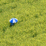 A rapeseed field at Adlersberg near Munich on May 11, 2003. European rapeseed futures have recently touched contract highs, to the further benefit of ICE canola values.