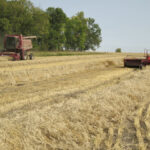 Manitoba farmers found a very variable yield picture during harvest this year, and now many are concerned about the elevated risk higher prices and input costs will bring next year.
