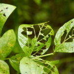 Light year for soybean, pulse diseases