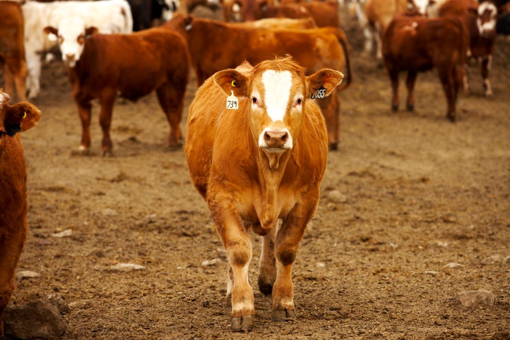 Photo: Canada Beef
