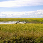 It can be tempting to eliminate wet areas in your field such as the one seen here, but one researcher equates it to short-term gain for long-term pain.