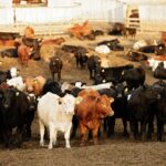 (Photo courtesy Canada Beef Inc.)
