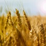 File photo of a wheat crop in Argentina. (Gracieross/iStock/Getty Images)
