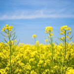 Institutional investors with net long positions will support canola prices — for now.
