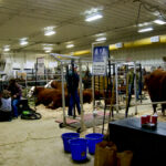 The cattle industry gets back to the Keystone Centre barns with Ag Ex Oct. 26-30.