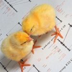 Chicks atop images from a genetic map of a chicken. (Peggy Greb photo courtesy ARS/USDA)
