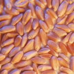 Sovecon raises forecast for Russia’s 2021 wheat crop