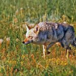 Respondents to a survey launched in 2020 saw coyotes account for over 62 per cent of cases of livestock predation.