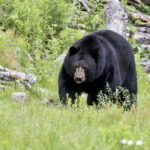 Predation numbers dip in Manitoba