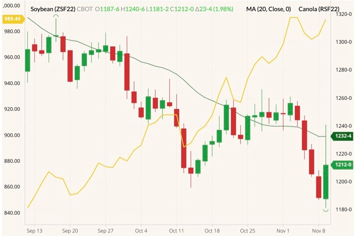 CBOT January 2022 soybeans (candlesticks) with 20-day moving average (dark green line) and ICE January 2022 canola (yellow line, left column). (Barchart)
