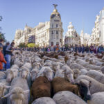 More than 1,000 sheep pass through Madrid's city center for the annual event known as La Fiesta de la Trashumancia in Madrid, Spain on October 24. The festival started in 1994 and is designed to pay homage to the area's rural heritage.